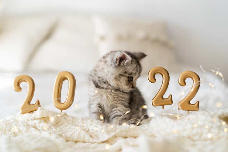 A cute tabby kitten of the Scottish straight cat breed sits on a knitted blanket. Good New Year spirit. Ready postcard 2022.