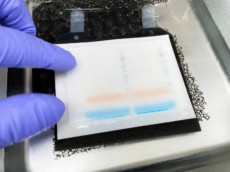 Wet transfer system of western blot, immunoblot. PVDF membane is covered onto SDS-PAGE gel containing separated proteins