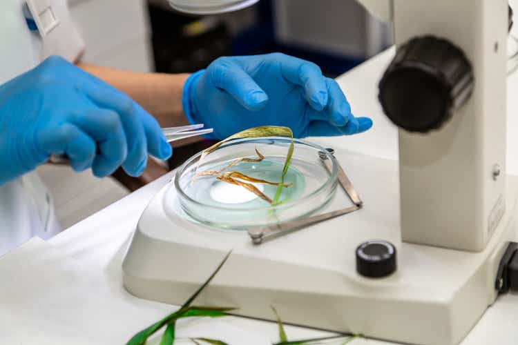 hands in blue gloves hold a petri dish with a plant and tweezers