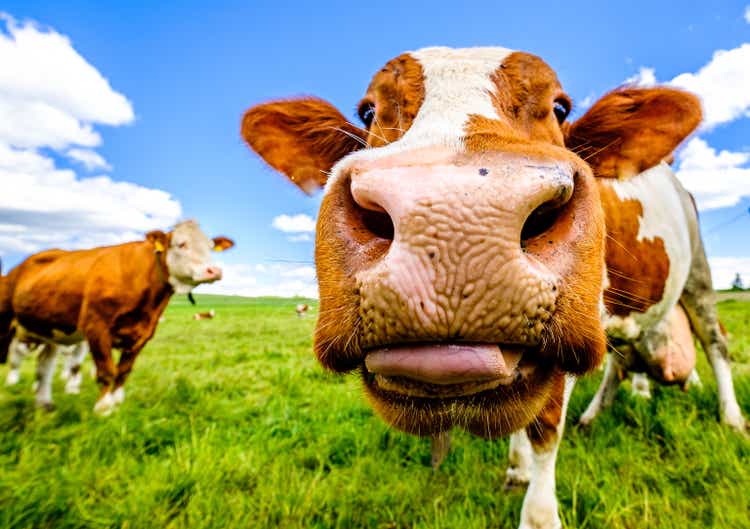 cow at a meadow