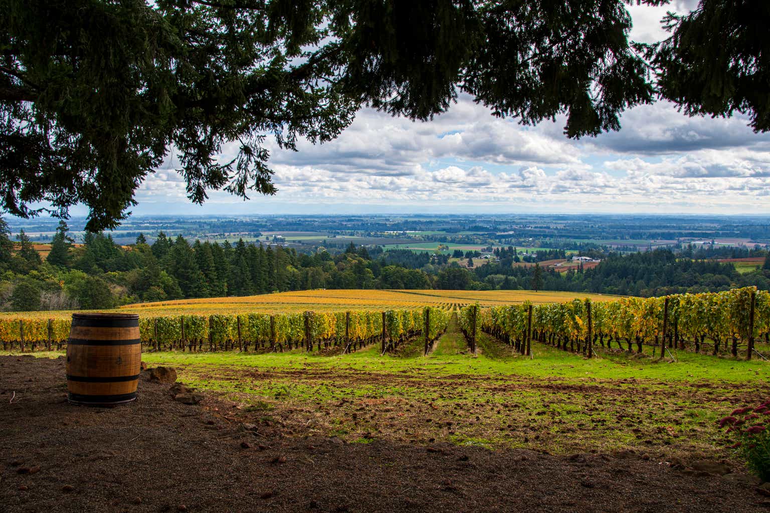 Willamette Valley Vineyards: Back To A Reasonable Entry Point (NASDAQ ...