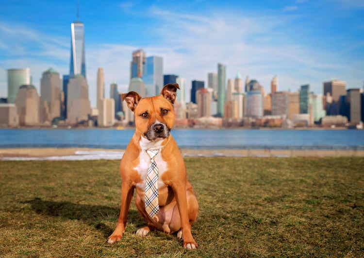 one pitbull dog posing in front of new york city"s buildings