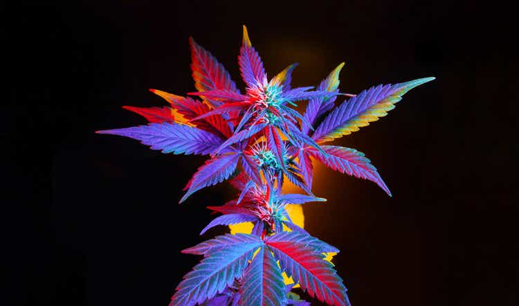 Cannabis with colorful vibrant leaves. Marijuana multicolor hybrid plant on black background.