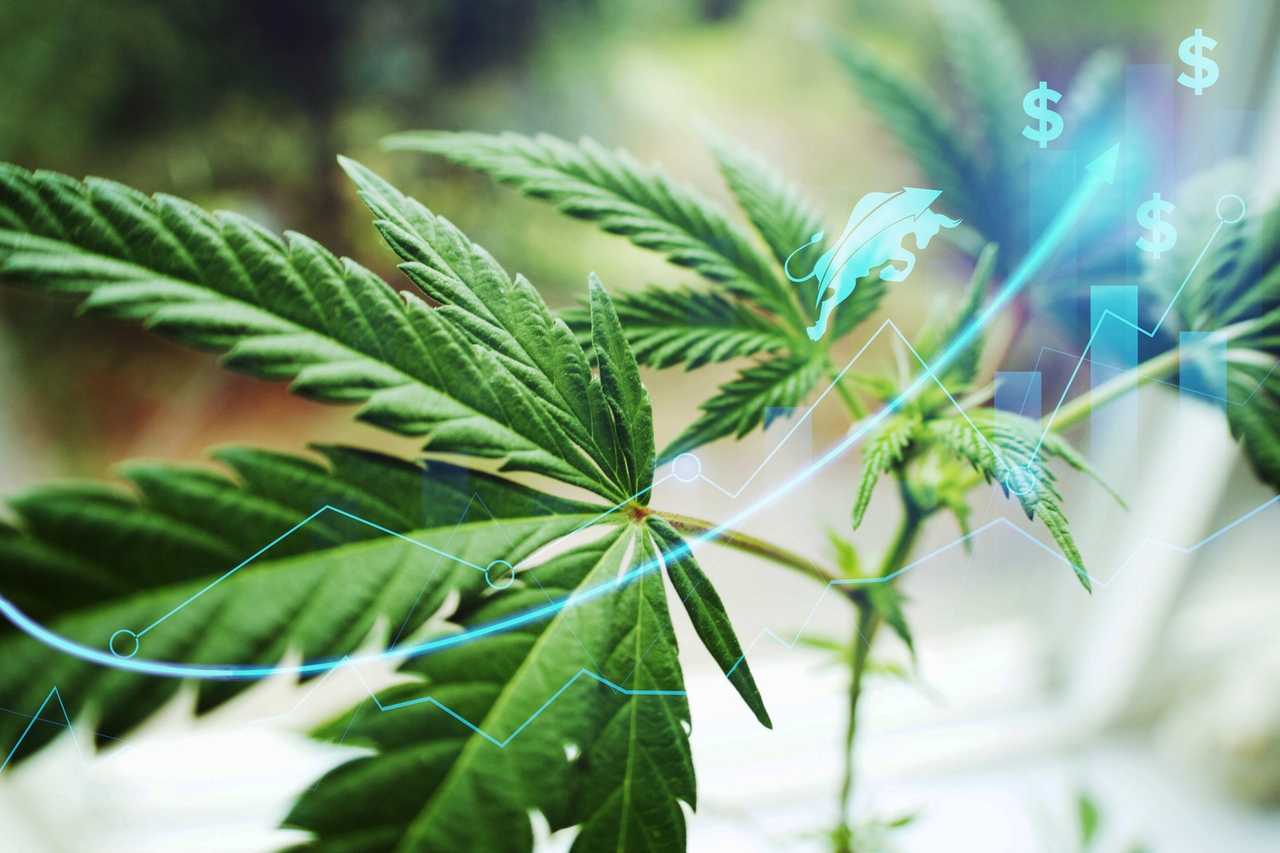 Why did Curaleaf stock rise today? Renewed hope for marijuana