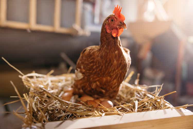 Close up of hen laying eggs on crate