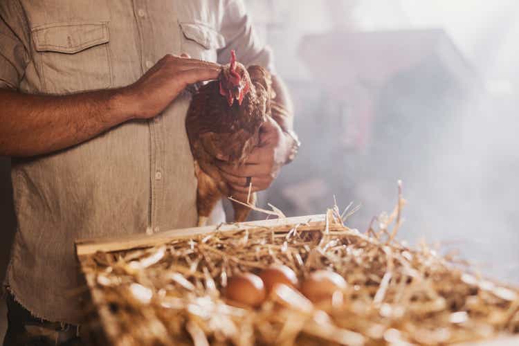 Midsection of man stroking hen at poultry farm