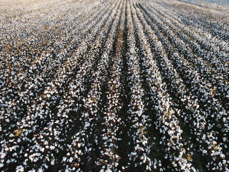 Aerial View of Cotton Field