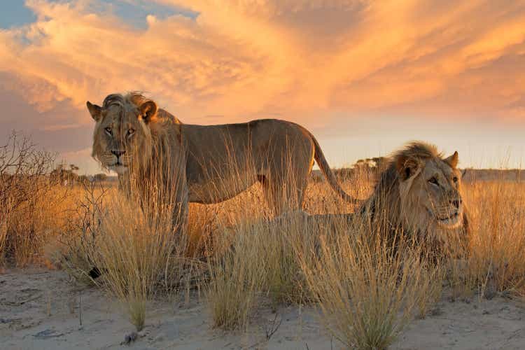 Two big male African lion in early morning light, Kalahari desert, South Africa