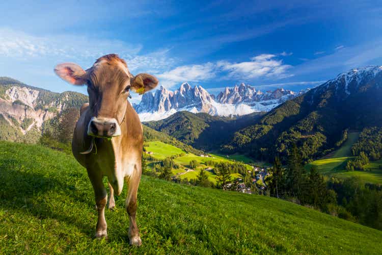 Happy Cow on an alpine meadow with view to Val di Funes, south tyrol