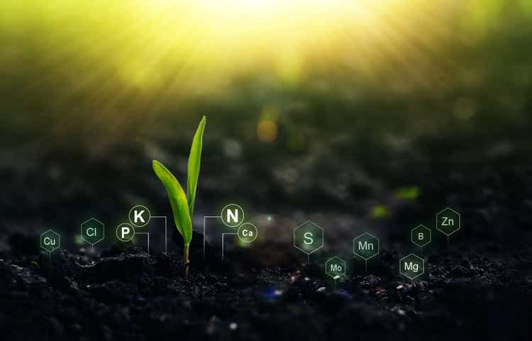 Maispflanze auf sonnigem Hintergrund mit digitalem Mineralnährstoffsymbol. Düngung und die Rolle von Nährstoffen im Pflanzenleben.