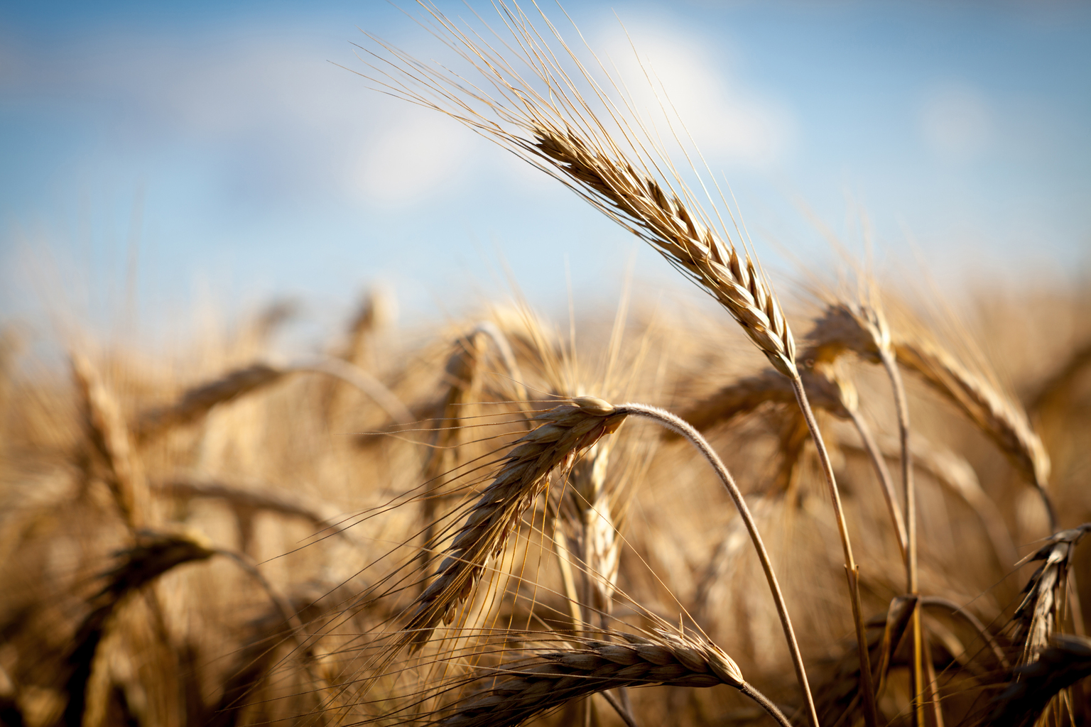 seekingalpha.com - Elina Selianska - Nutrien: The Market Misjudges The Structural Gas Arbitrage And The Looming Ag Cycle (NTR)