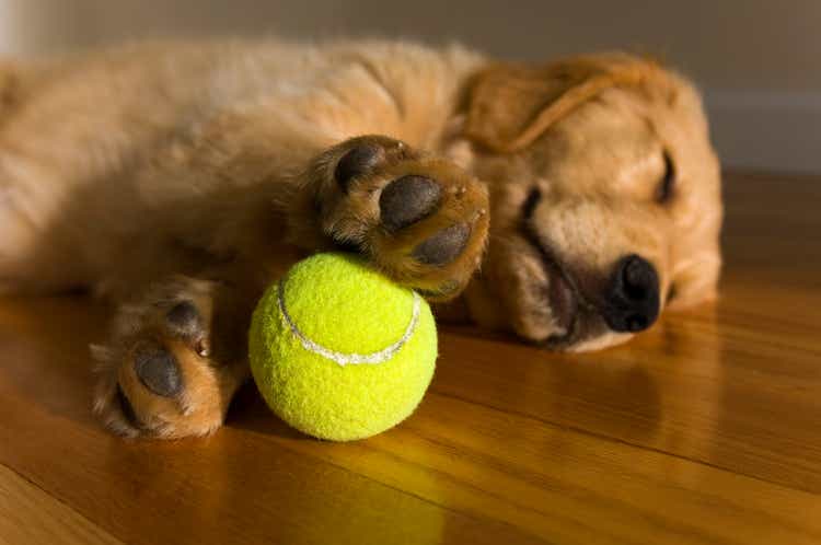 Golden Retriever Puppy dreaming about playing ball