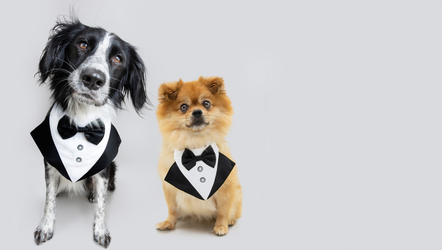 Buy 2 Ideal June DiviDogs Per Barron's April To June Picks Buy 2 Ideal June DiviDogs Per Barron's April To June Picks