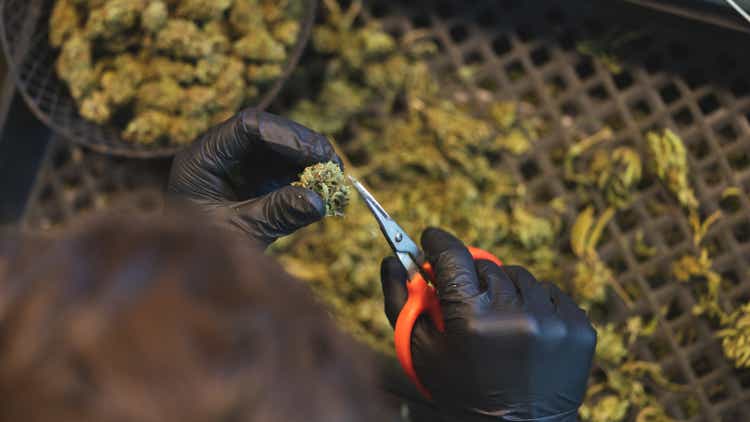 trimming legal marihuana bud in california
