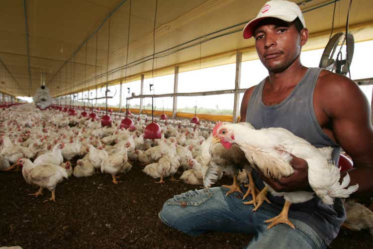 chicken breeding in bahia
