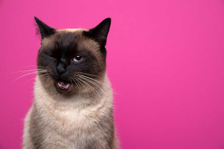 cute siamese cat making funny face winking on pink background