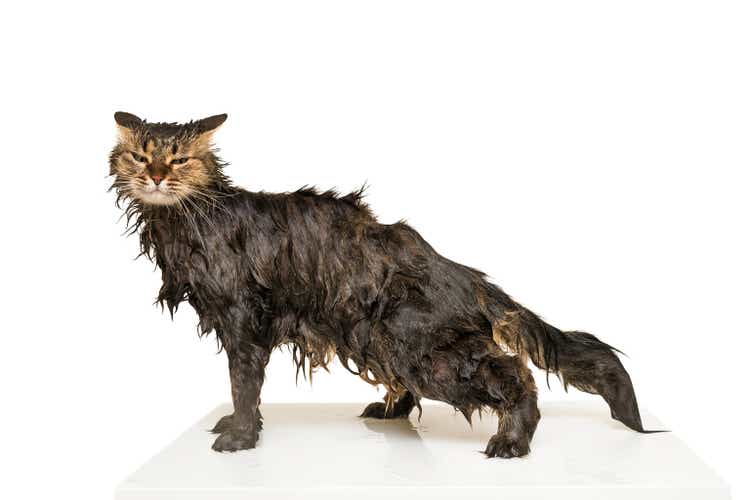 A wet cat is standing on the table. Isolated on white background.