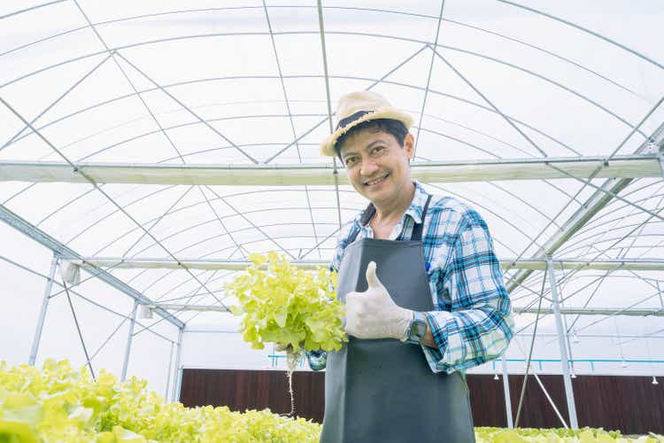 Concept of agricultural business. Elder man gardener working in the greenhouse. Asian male farmer show thumb up in hydrofarm.