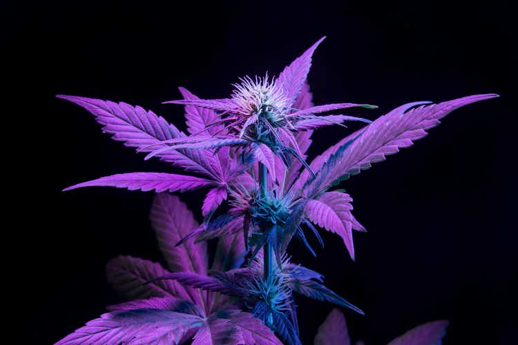 Purple medical cannabis plant on black background. Aesthetic modern vibrant look of marijuana hemp