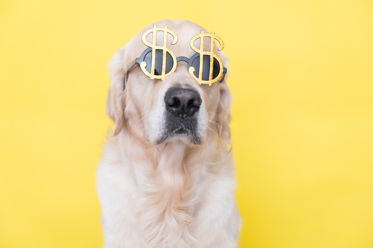 Portrait of a cute dog in sunglasses in the shape of a dollar. Golden retriever sits on a yellow background with the image of money.