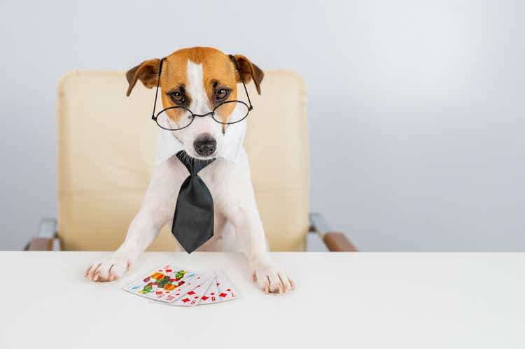 Jack russell terrier dog with glasses and tie plays poker. Addiction to gambling card games