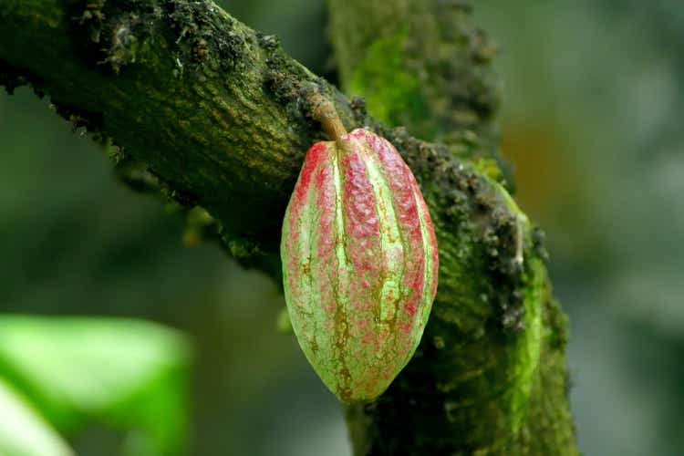 Cacao/Cocoa Tree and Fruit