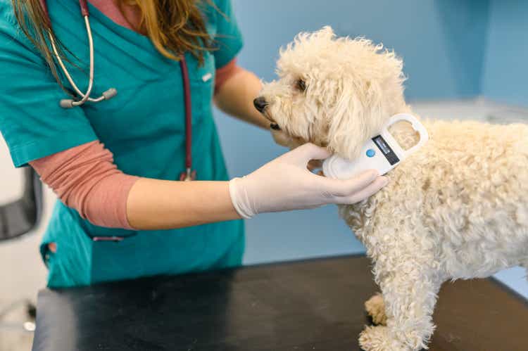 Veterinarian scanning a dog"s chip