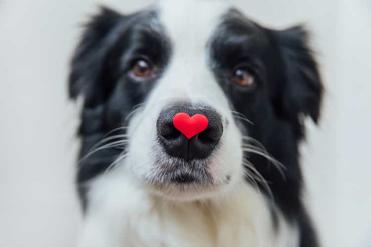St. Valentine"s Day concept. Funny portrait cute puppy dog border collie holding red heart on nose isolated on white background. Lovely dog in love on valentines day gives gift