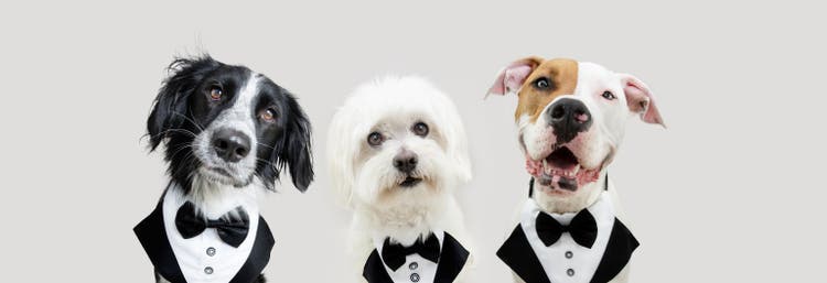 Banner three dogs love celebrating valentine"s day, new year or birthday wearing a tuxedo. Isolated on gray background.