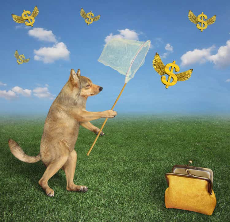 Dog catches gold winged dollars