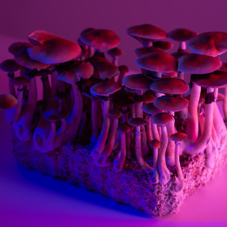 Psychedelics company Eleusis to go public through SPAC Silver Spike Acquisition Corp. II
