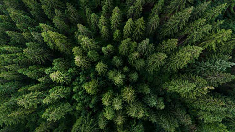 Aerial view on green pine forest