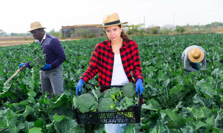 Woman holding box with freshly harvested broccoli
