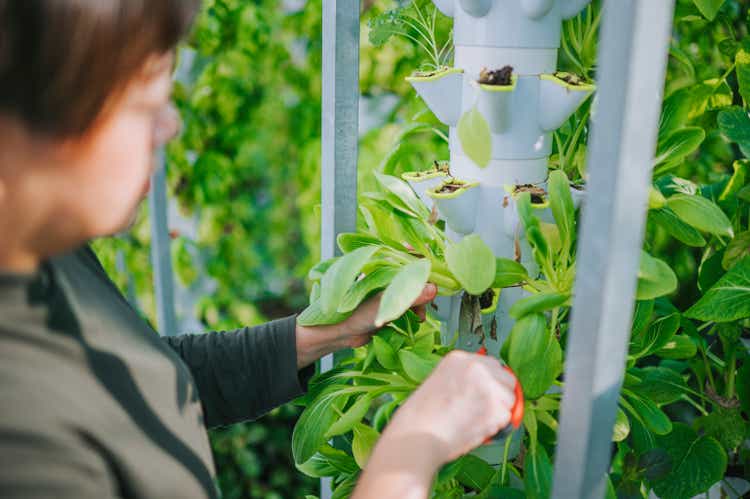 Asian chinese woman harvesting bok choy in greenhouse Hydroponic Vertical Farm Eco system in the morning cutting with scissors