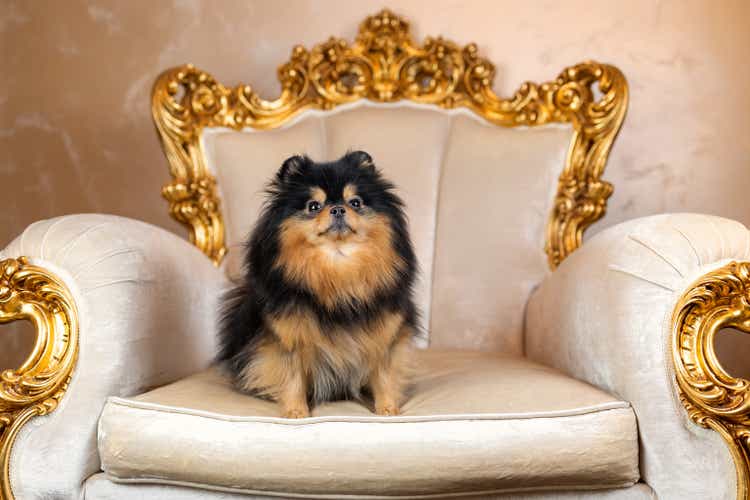 Pomeranian spitz dog of black sable color sitting on elegant golden armchair in vintage style