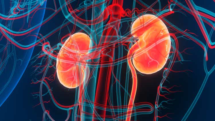 Human Urinary System Kidneys Anatomy