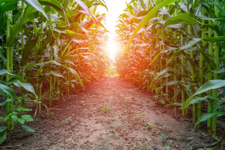 Green corn field
