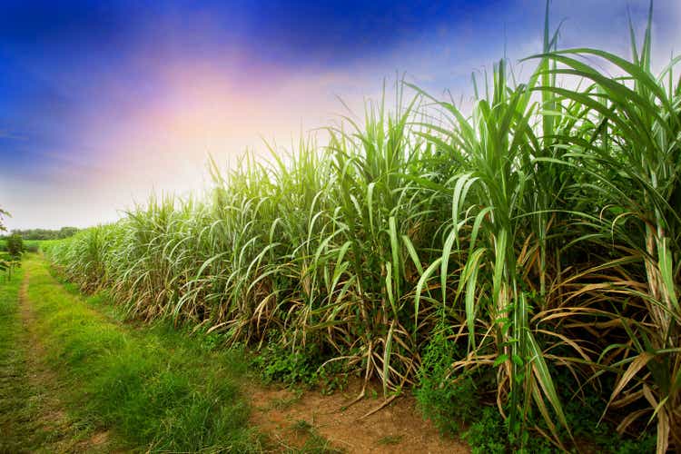 Sugarcane field at sunset. sugarcane is a grass of poaceae family. it taste sweet and good for health.