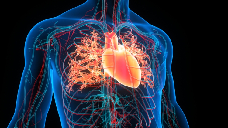 Human Circulatory System Heart Anatomy