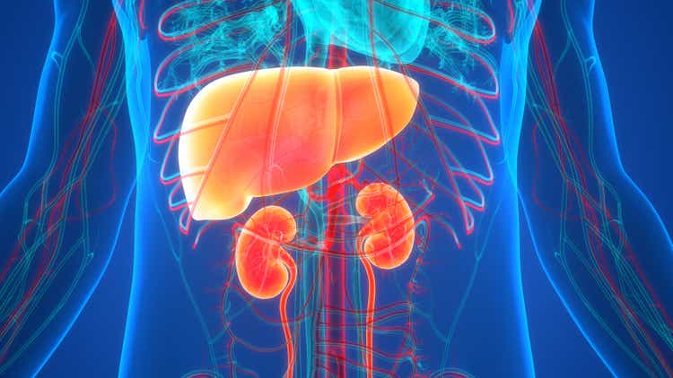 Human Internal Organs Liver with Urinary System Anatomy