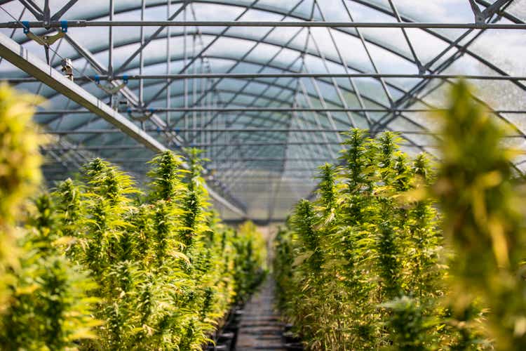 Flowering Cannabis Plants on a Farm in Greenhouse