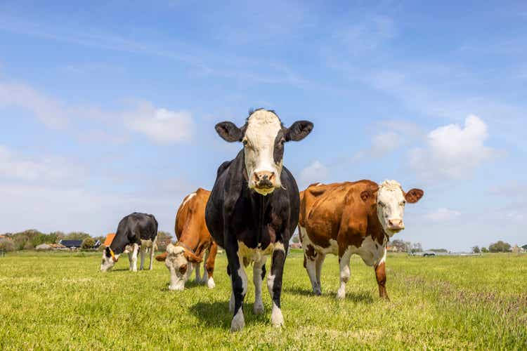 Cows in a field, standing and grazing in a pasture under a blue sky and a horizon over land