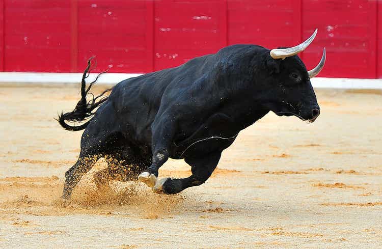 A spanish black bull