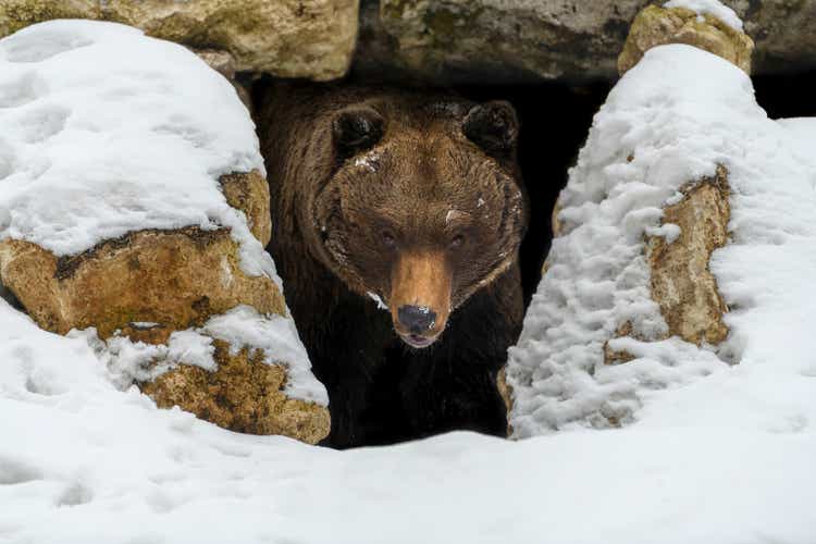 Brown bear (Ursus arctos) looks out of its den in the woods under a large rock in winter