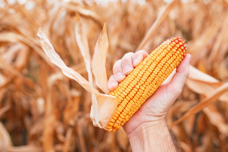 CORN ETF Moving Into The 2023 Planting Season Seeking Alpha