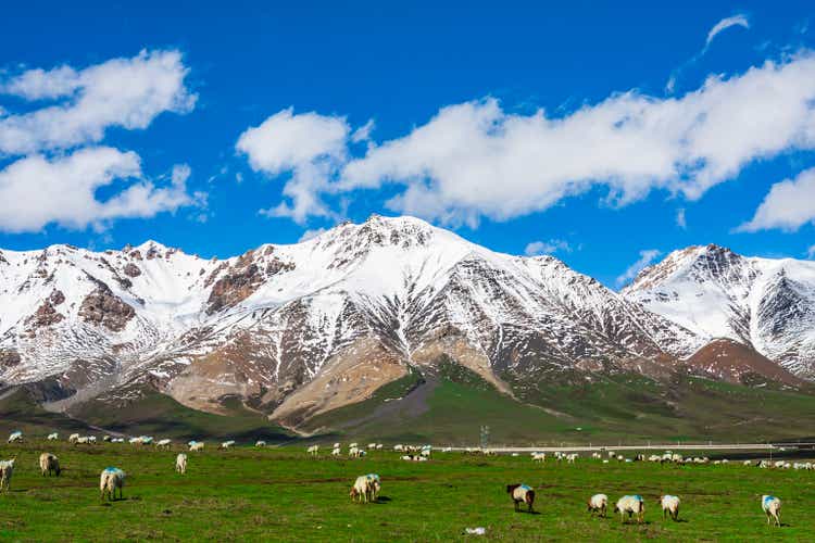 On the Qinghai Plateau, under the snow-capped mountains, white sheep are leisurely grazing, grazing, livestock, snow-capped mountains, grasslands