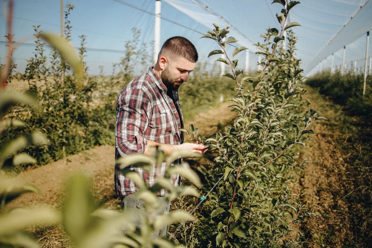 A farmer paying a visit to an apple farm