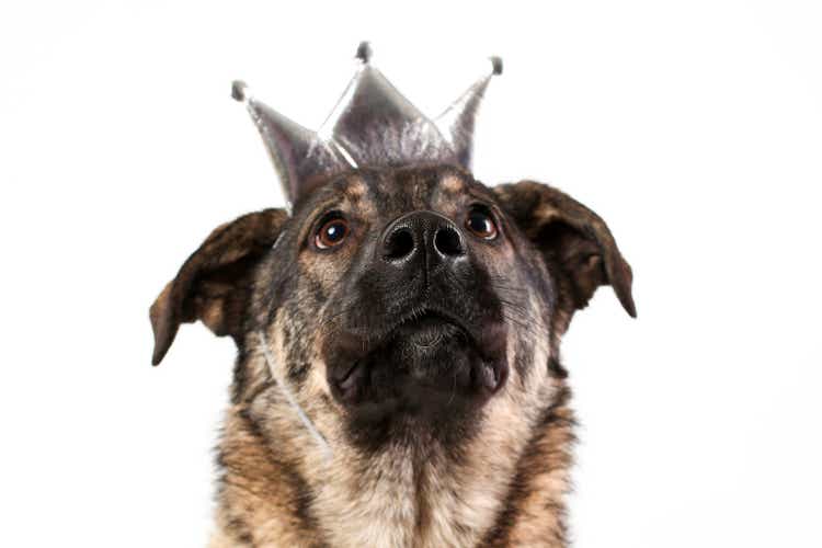 Close up portrait of face of mongrel dog wearing silver princess crown isolated on white background