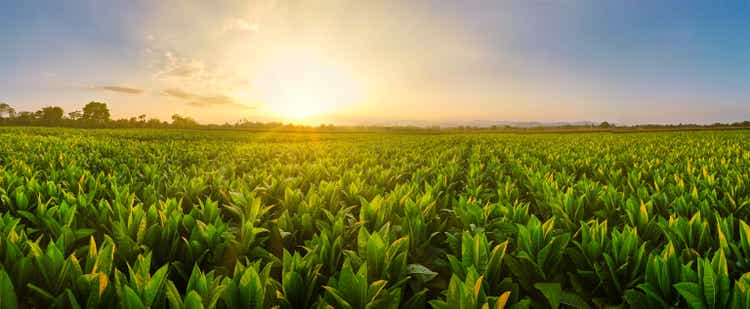 Landscape Panoramic view of Tobacco fields at sunset in countryside of Thailand