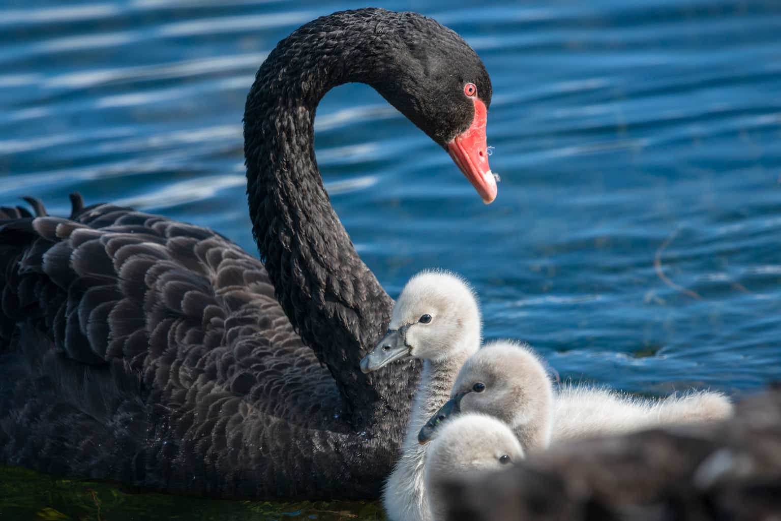 Positioning a portfolio for a black swan world